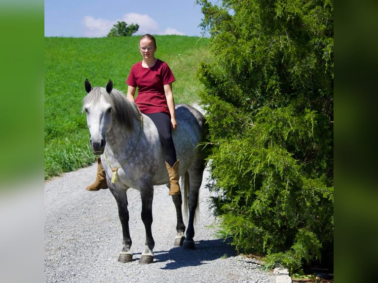 American Quarter Horse Mix Wallach 9 Jahre 147 cm Schimmel in Millersburg, OH