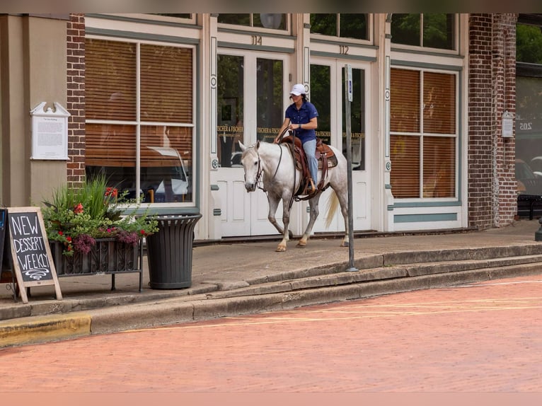 American Quarter Horse Wallach 9 Jahre 147 cm Schimmel in Rusk TX