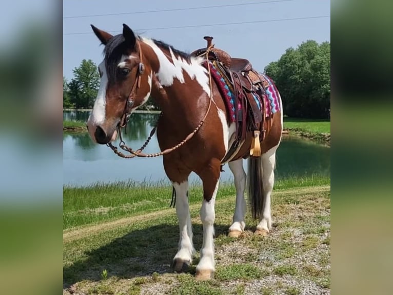 American Quarter Horse Wallach 9 Jahre 147 cm Tobiano-alle-Farben in Robards KY