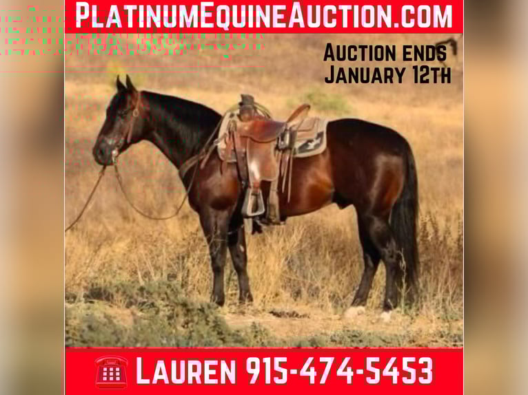 American Quarter Horse Wallach 9 Jahre 147 cm in El Paso TX