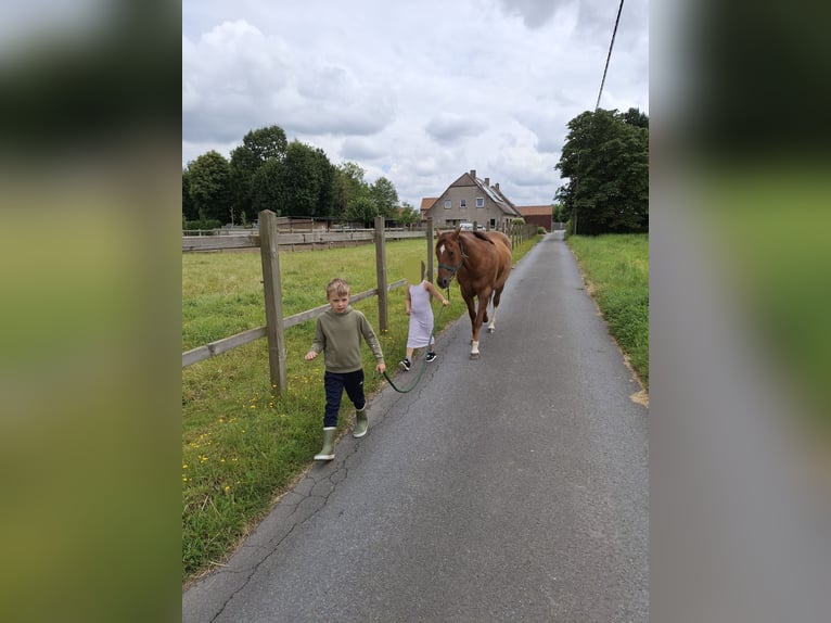 American Quarter Horse Wallach 9 Jahre 148 cm Fuchs in Laarne
