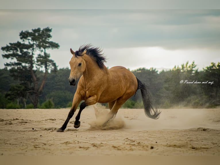 American Quarter Horse Wallach 9 Jahre 150 cm Buckskin in Amsterdam