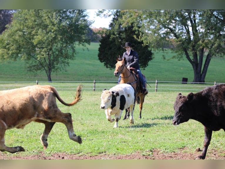 American Quarter Horse Wallach 9 Jahre 150 cm Buckskin in Clarion