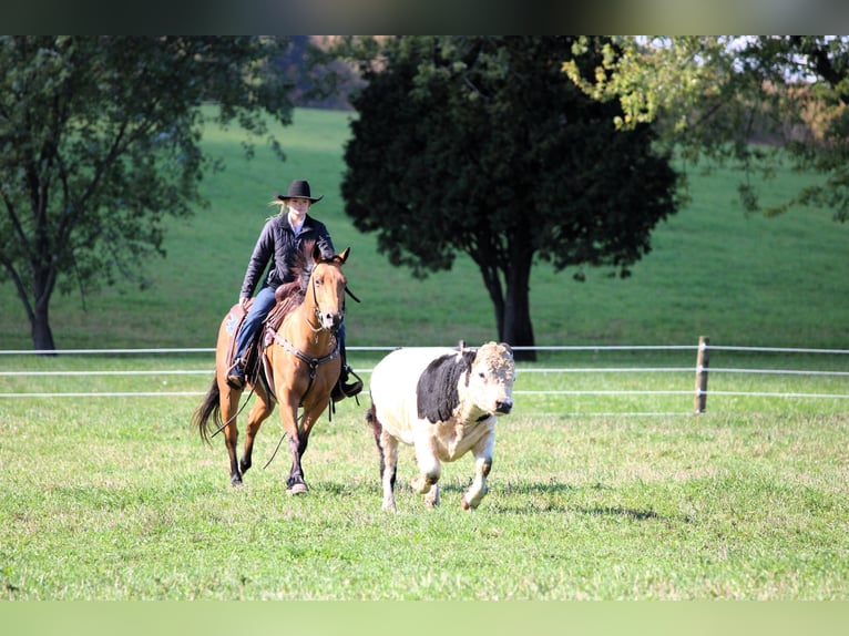 American Quarter Horse Wallach 9 Jahre 150 cm Buckskin in Clarion