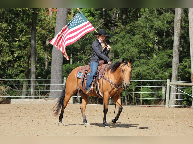 American Quarter Horse Wallach 9 Jahre 150 cm Buckskin in Clarion