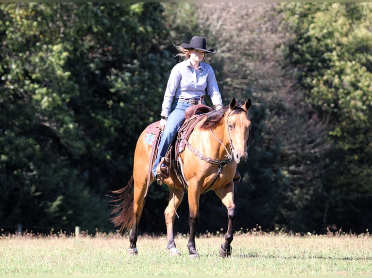 American Quarter Horse Wallach 9 Jahre 150 cm Buckskin in Clarion