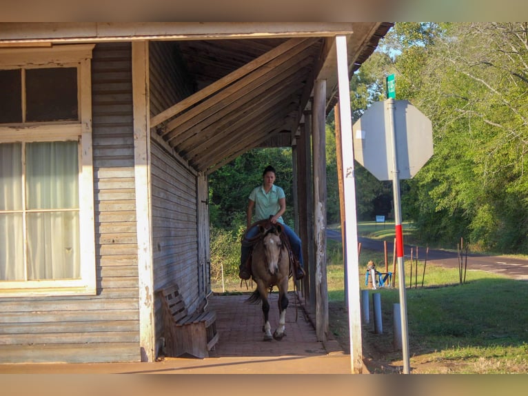 American Quarter Horse Wallach 9 Jahre 150 cm Buckskin in Rusk TX