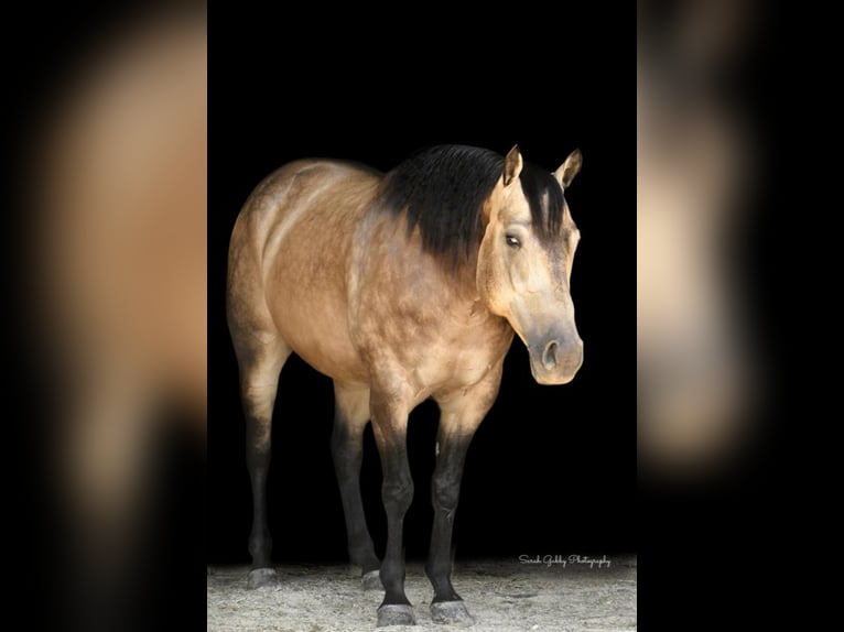 American Quarter Horse Wallach 9 Jahre 150 cm Buckskin in Bellevue, IA