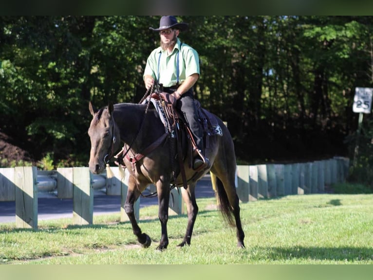 American Quarter Horse Wallach 9 Jahre 150 cm Buckskin in Rebersburg, PA