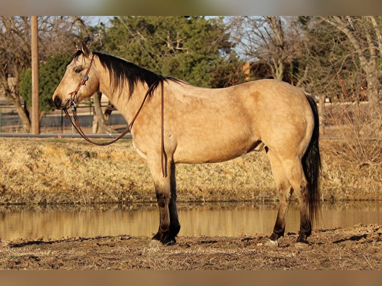 American Quarter Horse Wallach 9 Jahre 150 cm Buckskin in Fort Worth TX