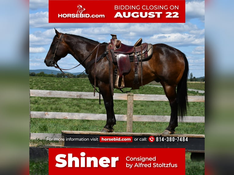 American Quarter Horse Wallach 9 Jahre 150 cm Dunkelbrauner in Howard, PA