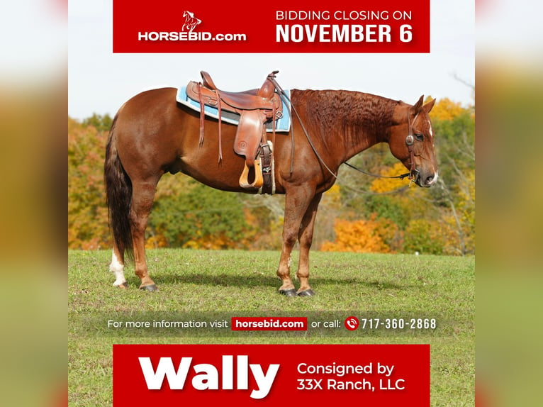 American Quarter Horse Wallach 9 Jahre 150 cm Dunkelfuchs in Needmore, PA