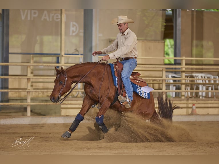 American Quarter Horse Wallach 9 Jahre 150 cm Dunkelfuchs in Lest