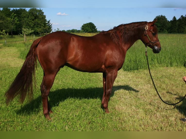 American Quarter Horse Wallach 9 Jahre 150 cm Dunkelfuchs in Lest