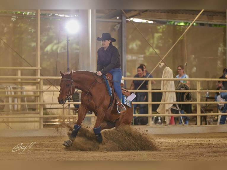 American Quarter Horse Wallach 9 Jahre 150 cm Dunkelfuchs in Lest