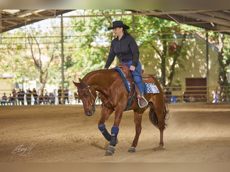 American Quarter Horse Wallach 9 Jahre 150 cm Dunkelfuchs in Lest