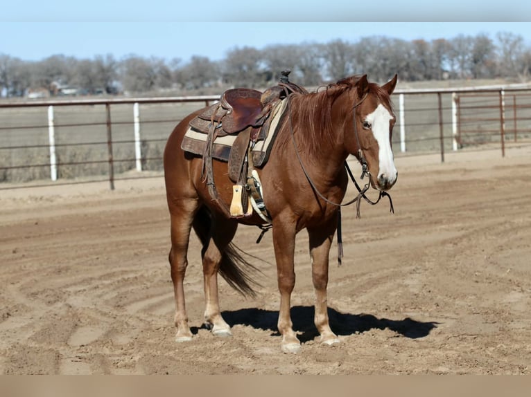 American Quarter Horse Wallach 9 Jahre 150 cm Dunkelfuchs in Mineral Wells TX