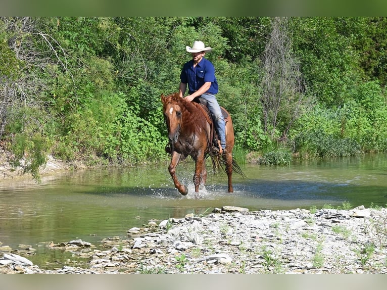 American Quarter Horse Wallach 9 Jahre 150 cm Falbe in Waco, TX
