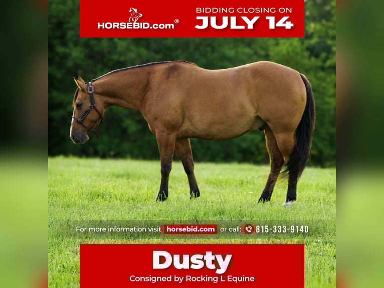 American Quarter Horse Wallach 9 Jahre 150 cm Falbe in Joy, IL