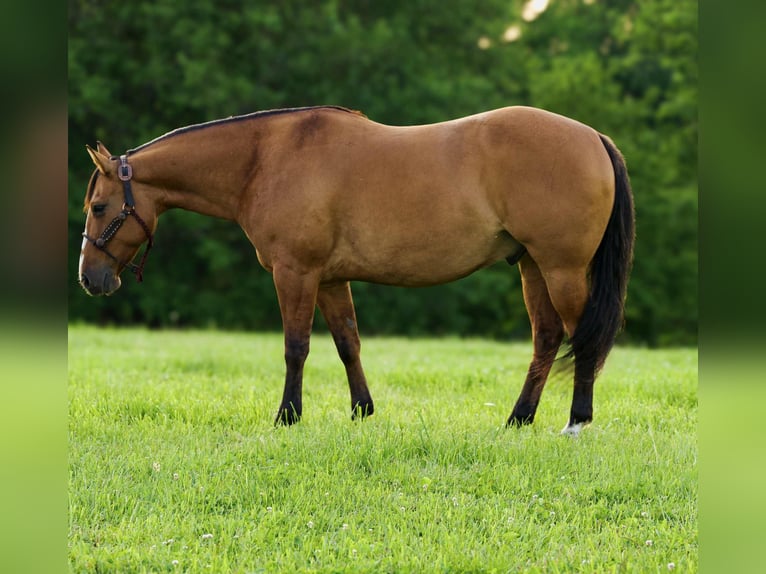 American Quarter Horse Wallach 9 Jahre 150 cm Falbe in Joy, IL