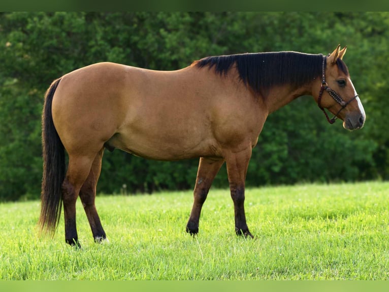 American Quarter Horse Wallach 9 Jahre 150 cm Falbe in Joy, IL
