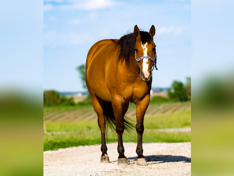 American Quarter Horse Wallach 9 Jahre 150 cm Falbe in Joy, IL