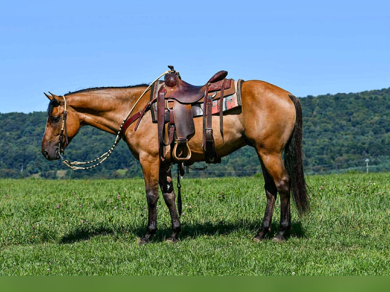 American Quarter Horse Wallach 9 Jahre 150 cm Falbe in Rebersburg