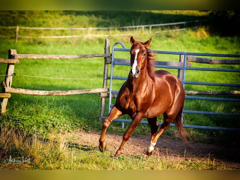 American Quarter Horse Wallach 9 Jahre 150 cm Fuchs in Weingarten