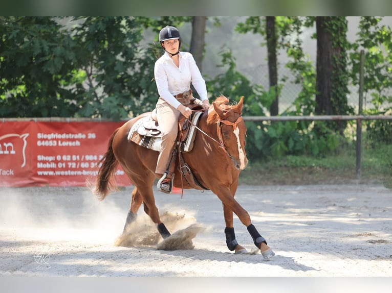 American Quarter Horse Wallach 9 Jahre 150 cm Fuchs in Weingarten