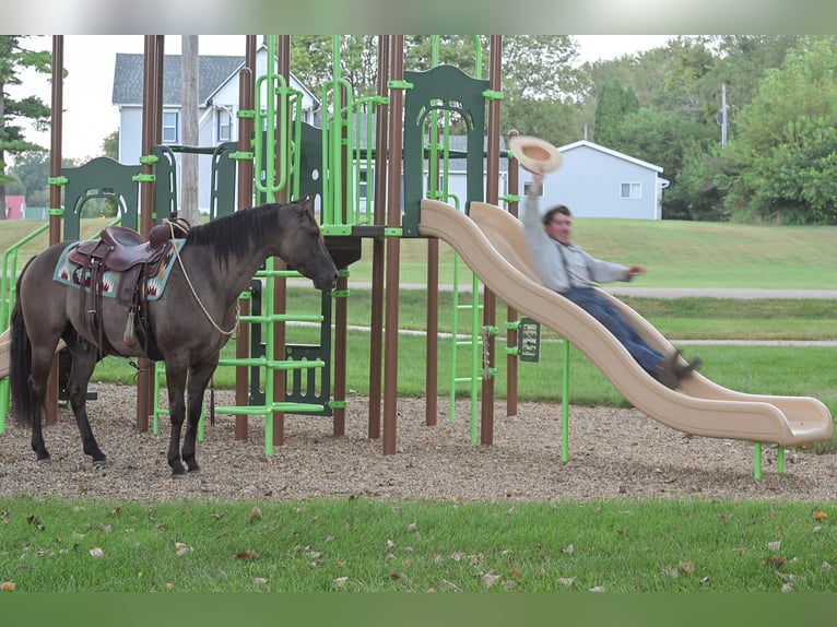 American Quarter Horse Wallach 9 Jahre 150 cm Grullo in Fairbank IA