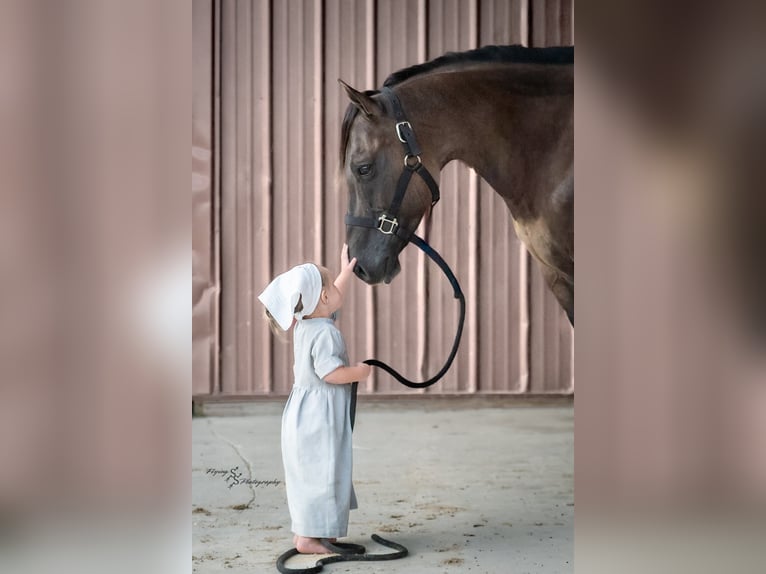 American Quarter Horse Wallach 9 Jahre 150 cm Grullo in Fairbank IA