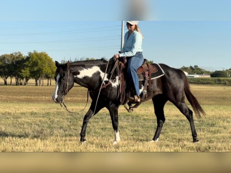 American Quarter Horse Wallach 9 Jahre 150 cm Overo-alle-Farben in Weatherford TX