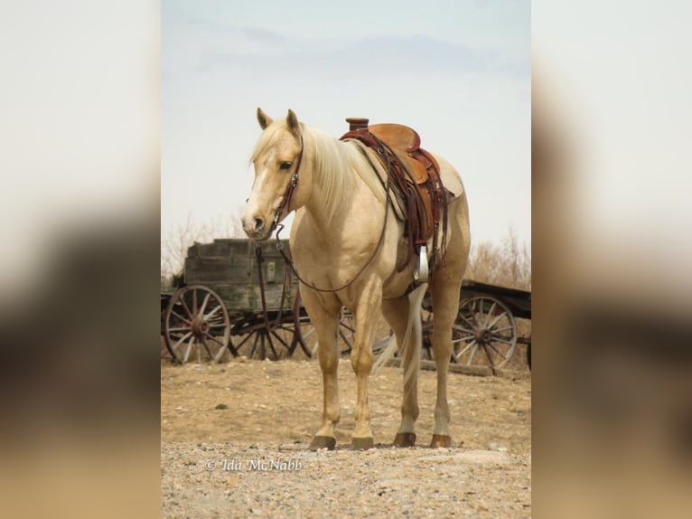 American Quarter Horse Wallach 9 Jahre 150 cm Palomino in Powell, WY