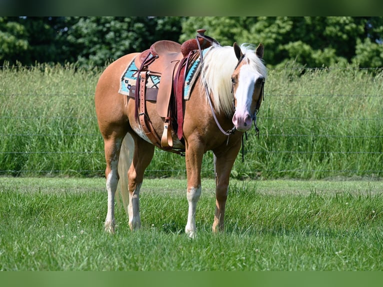 American Quarter Horse Wallach 9 Jahre 150 cm Palomino in Jackson OH