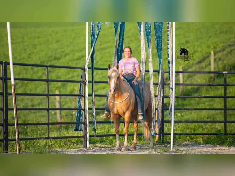 American Quarter Horse Wallach 9 Jahre 150 cm Palomino in Fredericksburg, OH