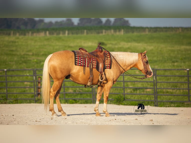American Quarter Horse Wallach 9 Jahre 150 cm Palomino in Fredericksburg, OH