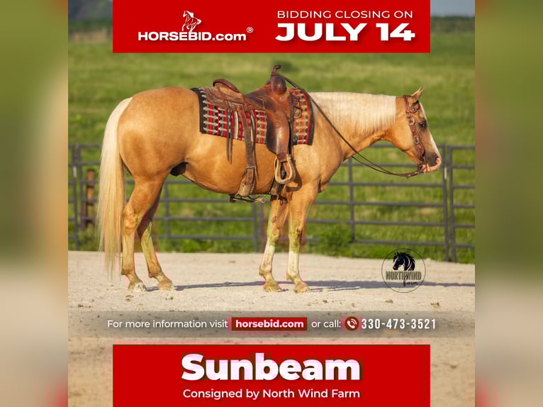 American Quarter Horse Wallach 9 Jahre 150 cm Palomino in Fredericksburg, OH