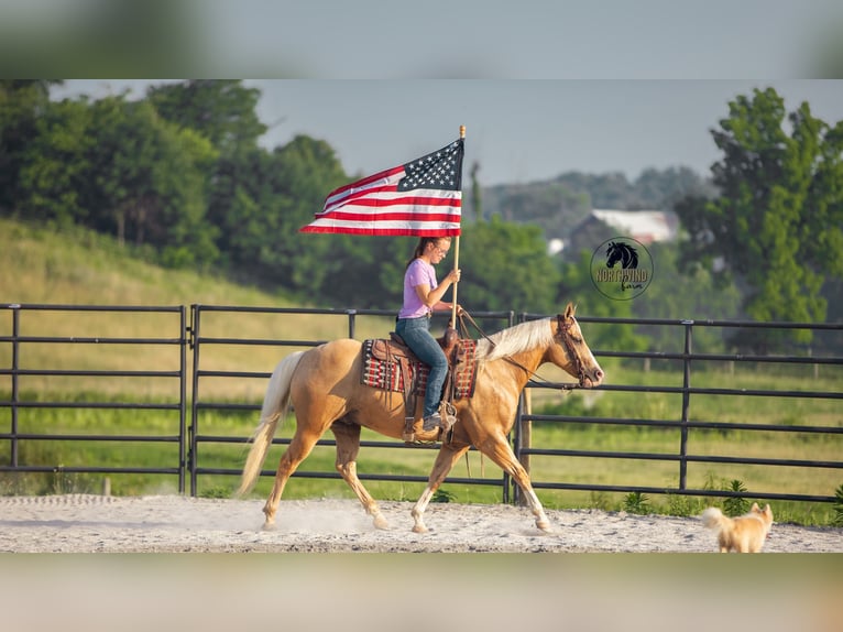 American Quarter Horse Wallach 9 Jahre 150 cm Palomino in Fredericksburg, OH