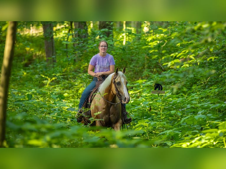 American Quarter Horse Wallach 9 Jahre 150 cm Palomino in Fredericksburg, OH