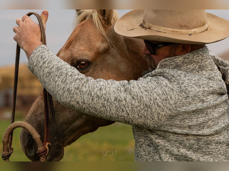 American Quarter Horse Wallach 9 Jahre 150 cm Palomino in Meeteetse, WY