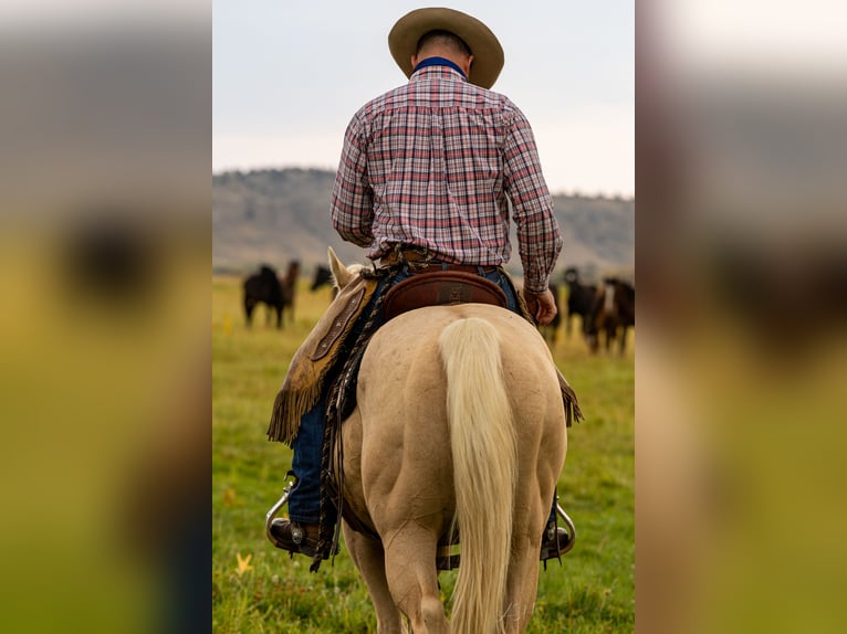 American Quarter Horse Wallach 9 Jahre 150 cm Palomino in Meeteetse, WY