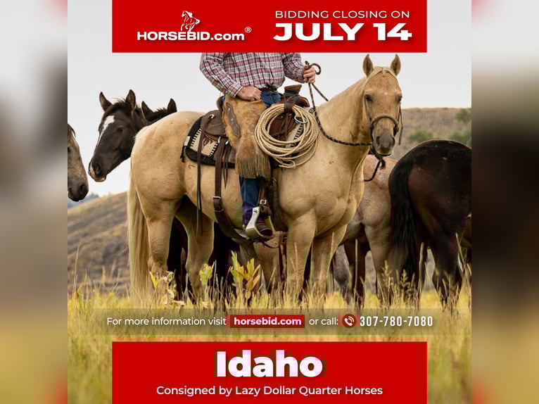 American Quarter Horse Wallach 9 Jahre 150 cm Palomino in Meeteetse, WY
