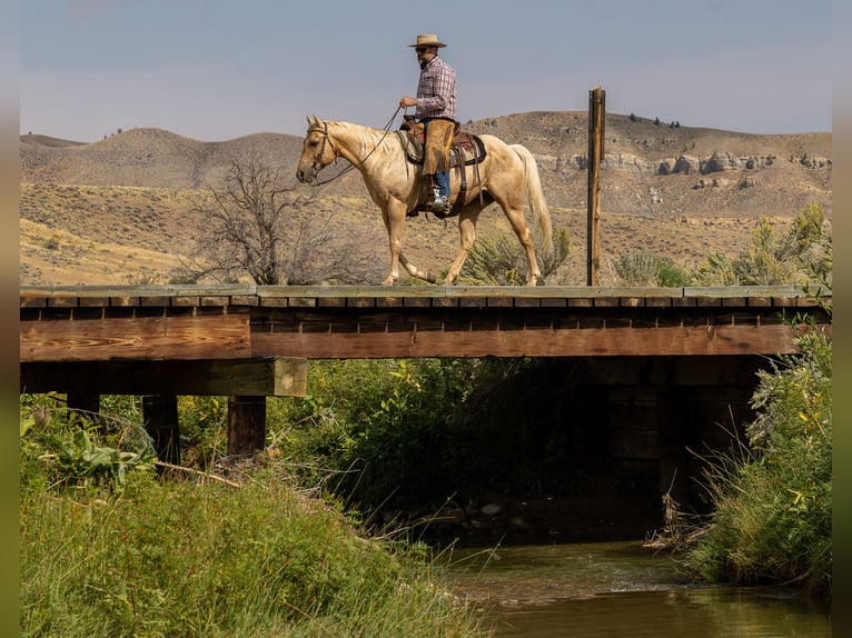 American Quarter Horse Wallach 9 Jahre 150 cm Palomino in Meeteetse, WY