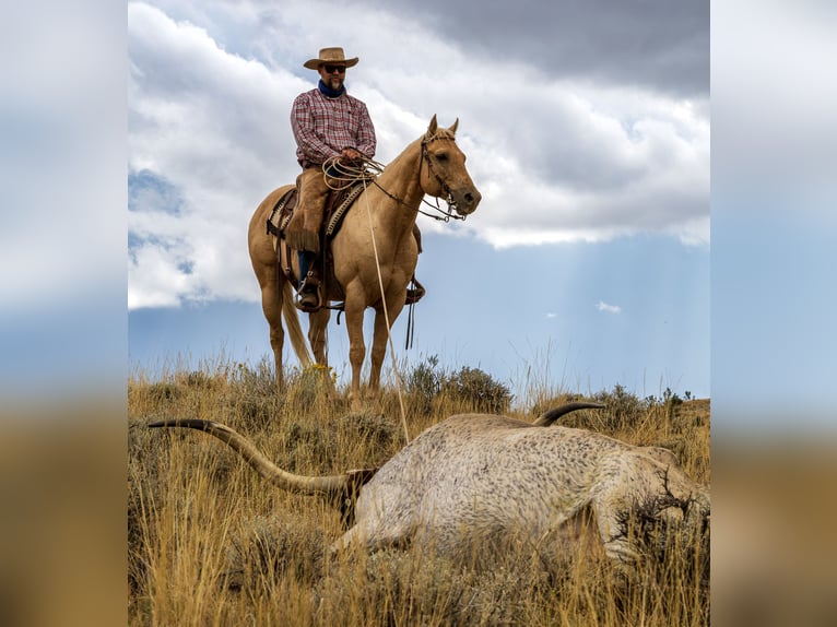 American Quarter Horse Wallach 9 Jahre 150 cm Palomino in Meeteetse, WY