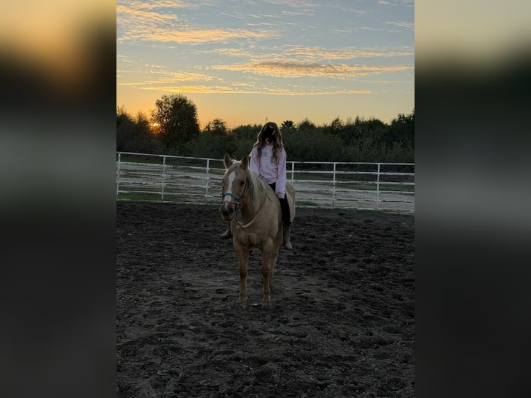 American Quarter Horse Wallach 9 Jahre 150 cm Palomino in King City