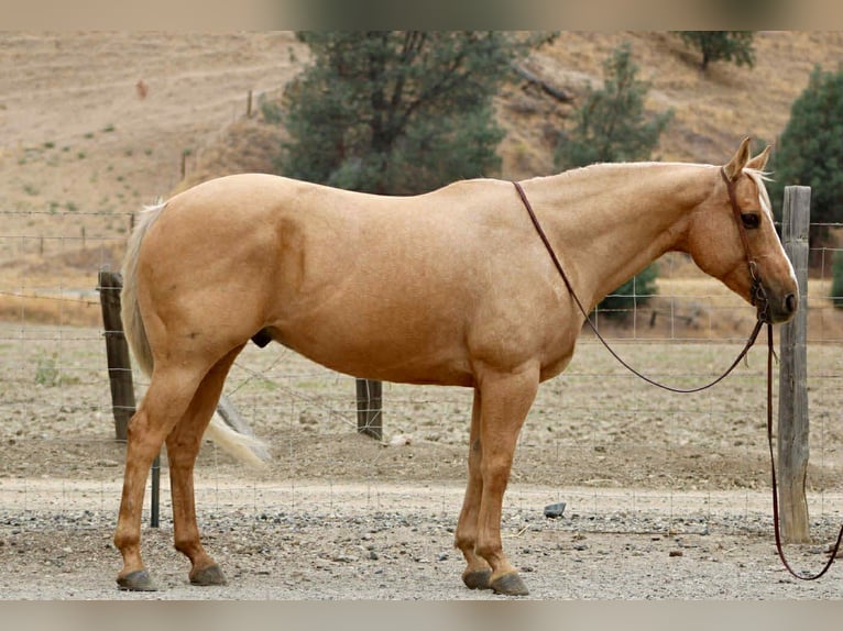 American Quarter Horse Wallach 9 Jahre 150 cm Palomino in King City