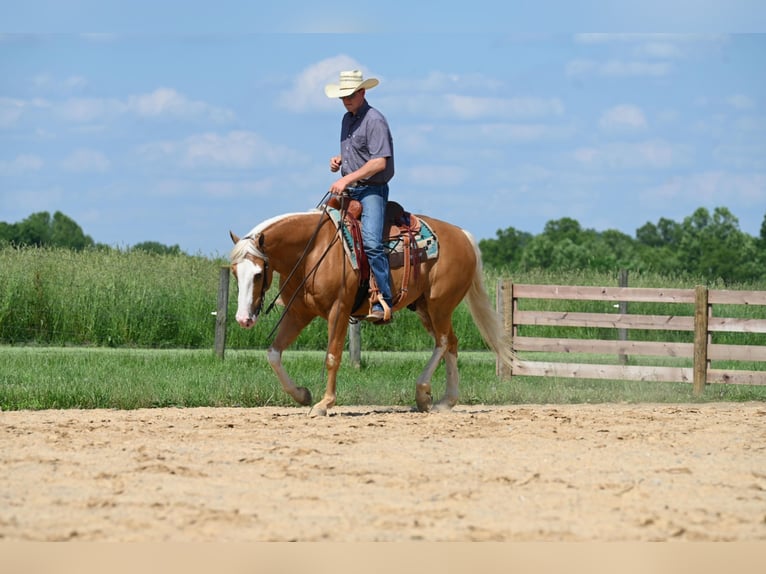 American Quarter Horse Wallach 9 Jahre 150 cm Palomino in Jackson OH