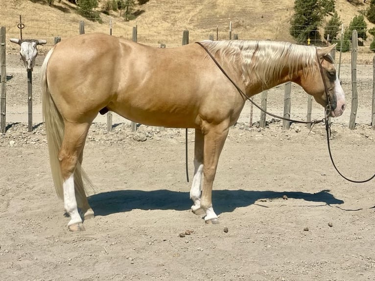 American Quarter Horse Wallach 9 Jahre 150 cm Palomino in Paicines CA