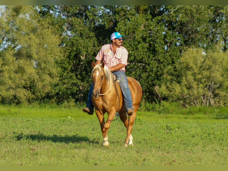 American Quarter Horse Wallach 9 Jahre 150 cm Palomino in Stephenville TX