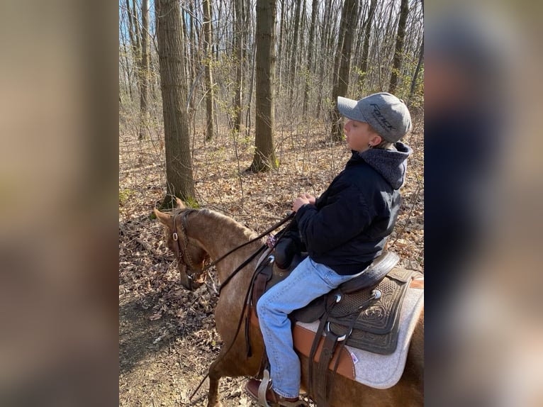 American Quarter Horse Wallach 9 Jahre 150 cm Palomino in Nieuwrode